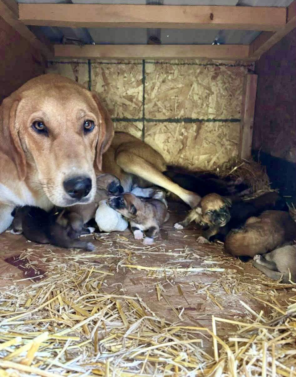 Leo (Dark Green), Adopted, Puppy Male Labrador Retriever.