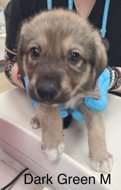 Enlarge Leo (Dark Green), a Adopted Labrador Retriever in Hillside, IL image 2/2