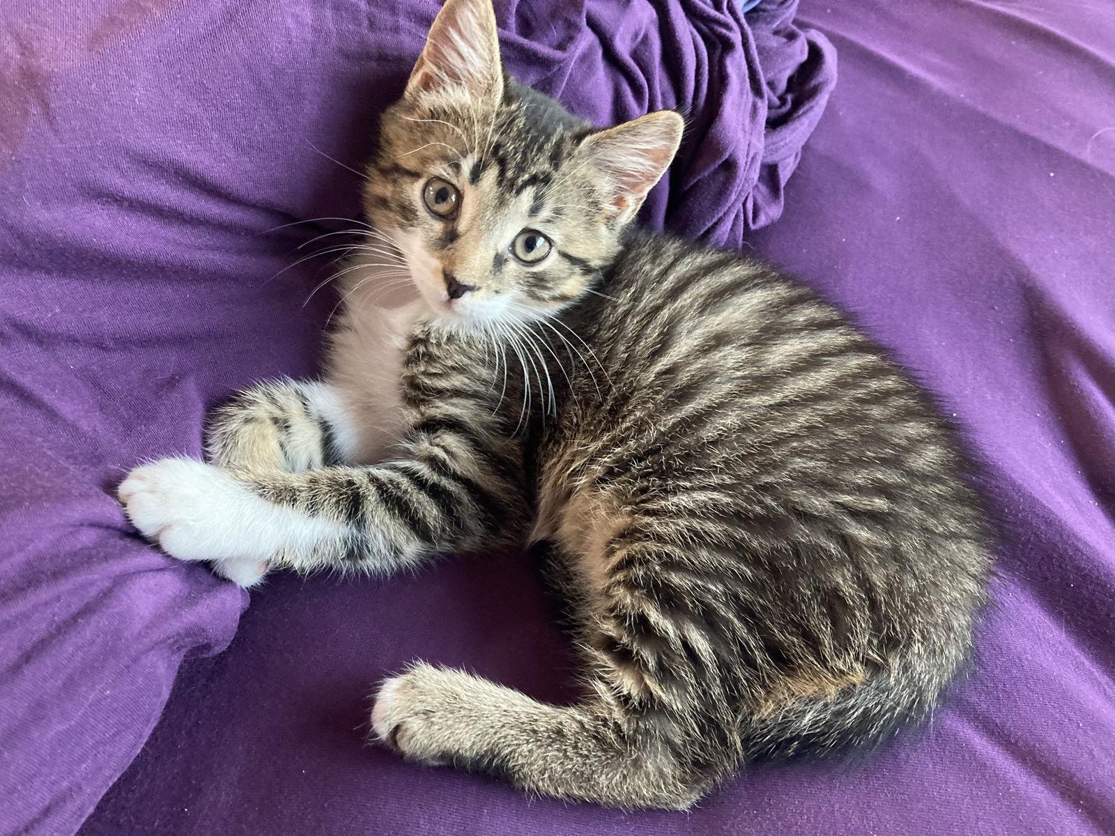 Enlarge Eve, a Adopted Domestic Short Hair in Pittsburgh, PA image 1/3