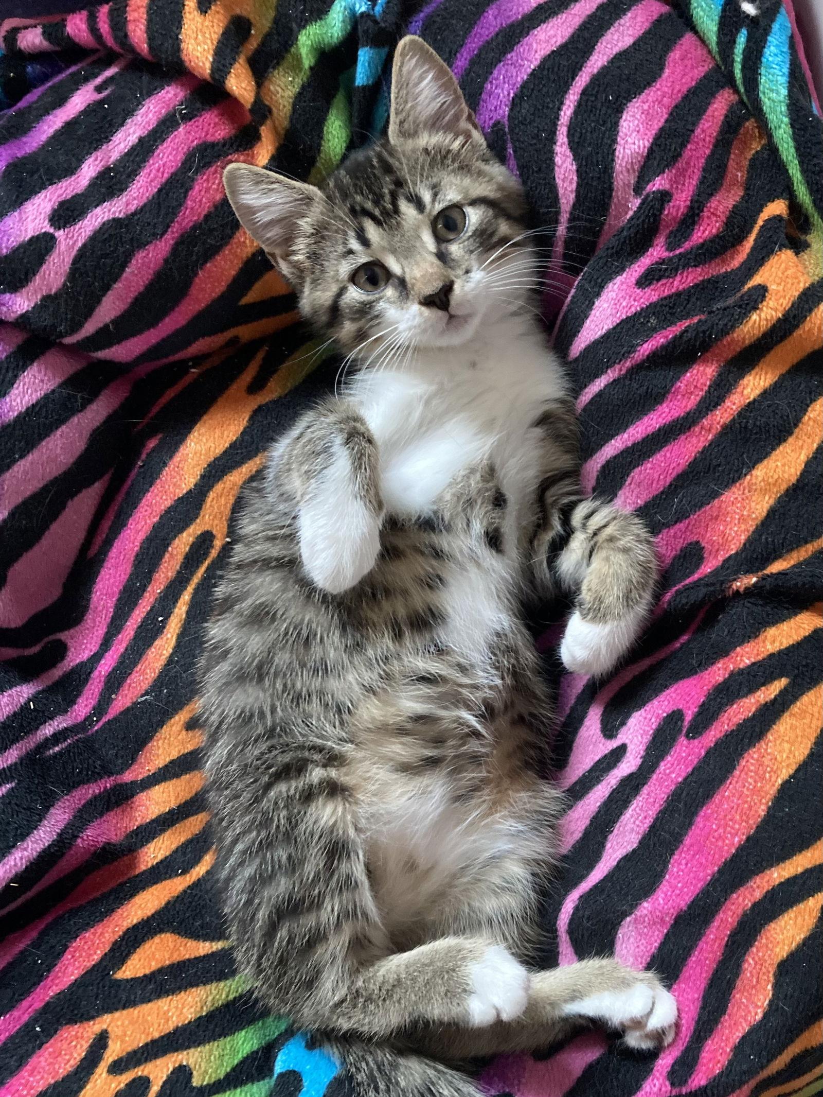 Enlarge Eve, a Adopted Domestic Short Hair in Pittsburgh, PA image 2/3