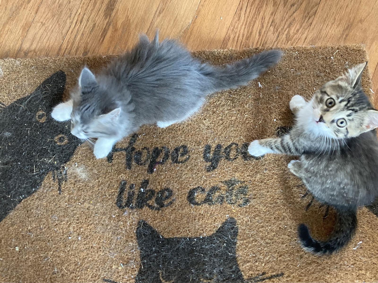 Enlarge Eve, a Adopted Domestic Short Hair in Pittsburgh, PA image 3/3