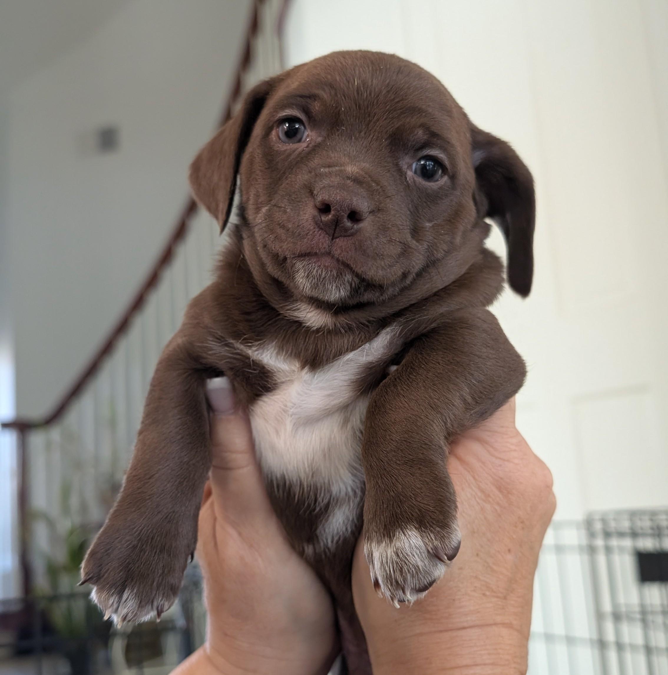 Culver, adopted, Puppy Male Chiweenie.