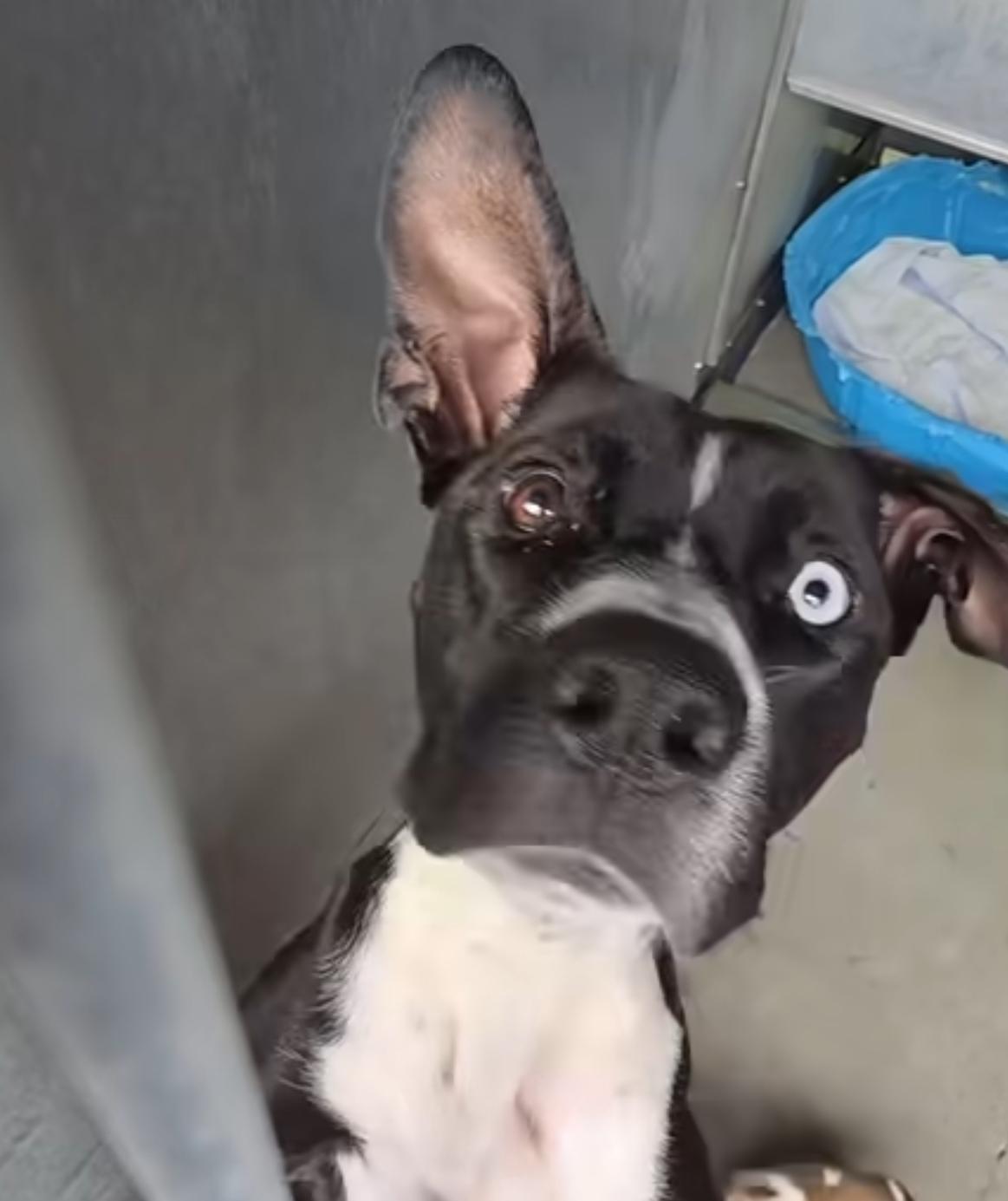 Mama Venus, ADOPTABLE, Adult Female Pit Bull Terrier.