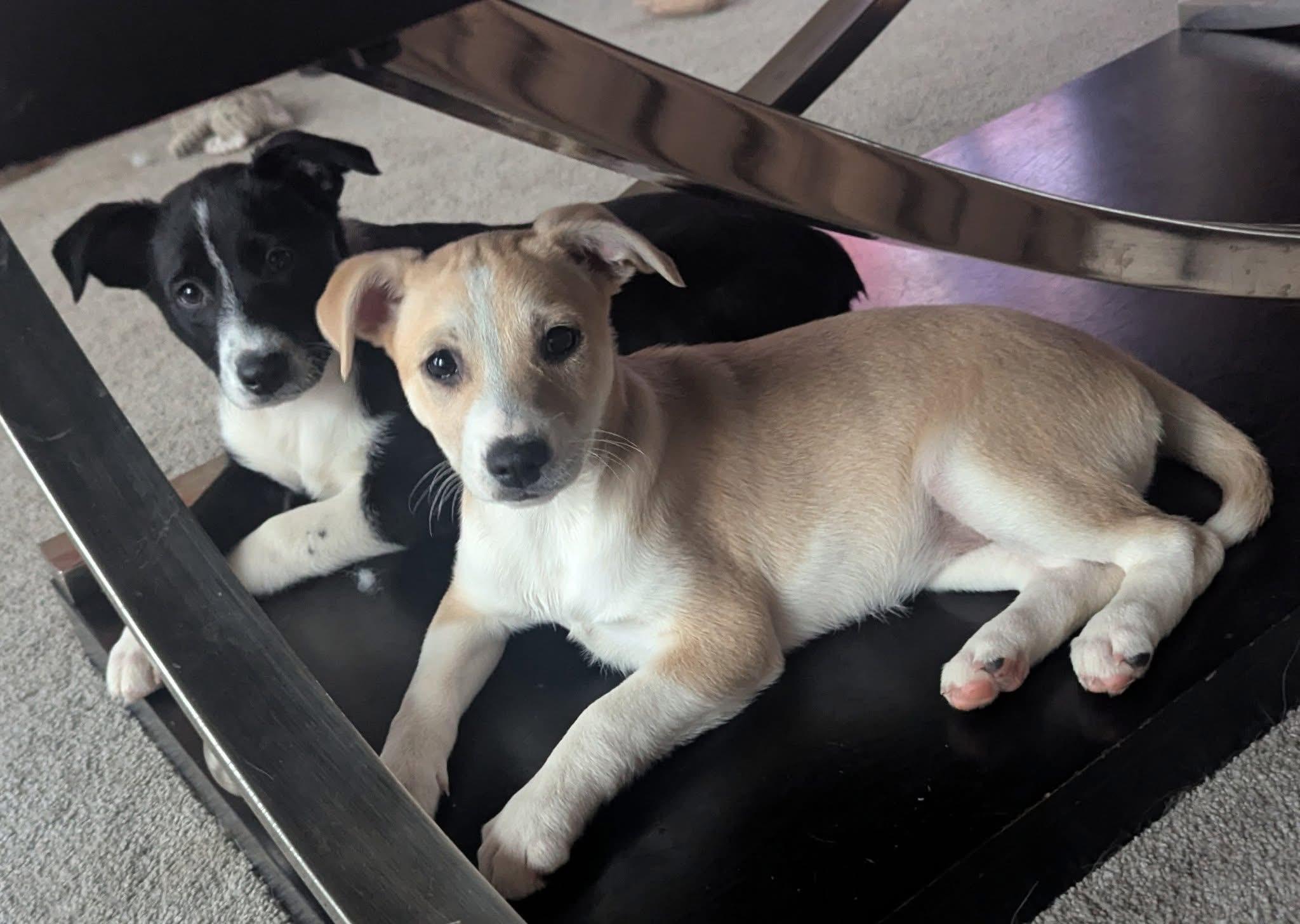 Koda , adopted, Young Female Mixed Breed.