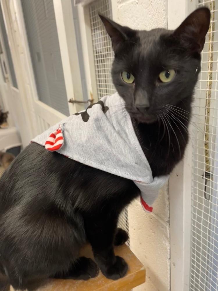 Nino, Adoptable, Adult Male Domestic Short Hair.