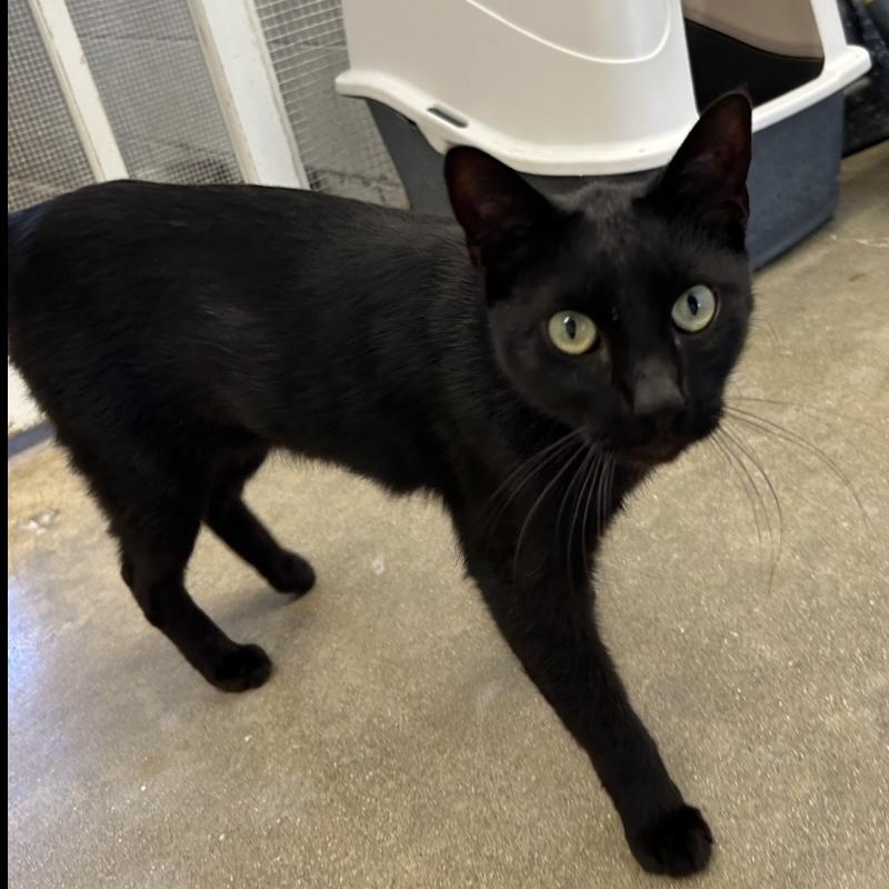 Enlarge Nino, a Adoptable Domestic Short Hair in Ontario, CA image 2/3