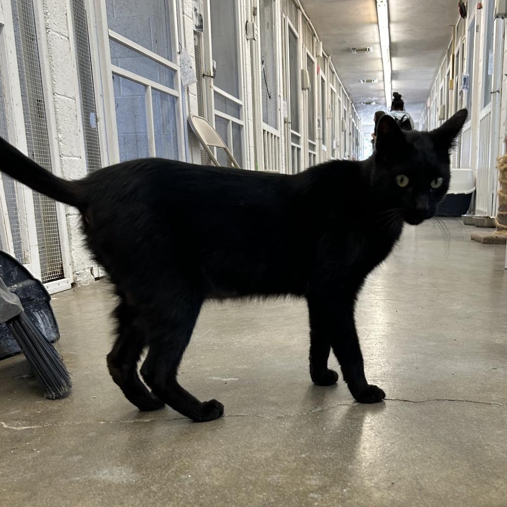 Enlarge Nino, a Adoptable Domestic Short Hair in Ontario, CA image 3/3