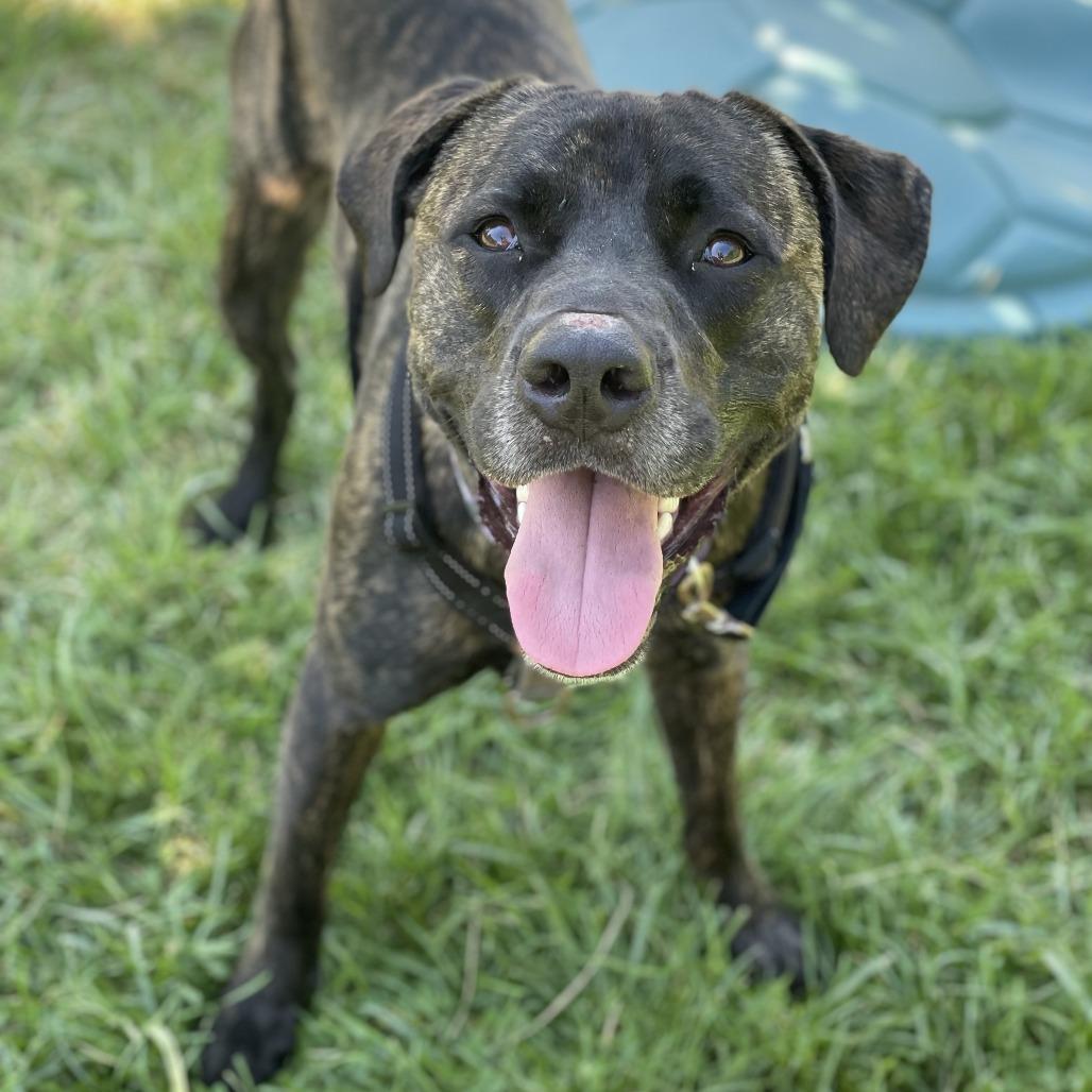 Earl, Adoptable, Adult Male Mixed Breed.
