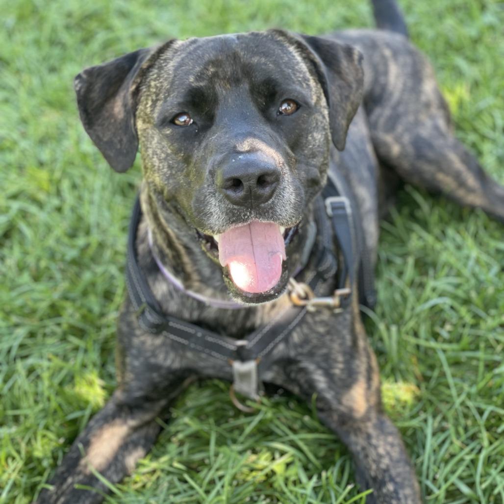 Earl, a Adoptable Mixed Breed in South Burlington, VT image 2/6