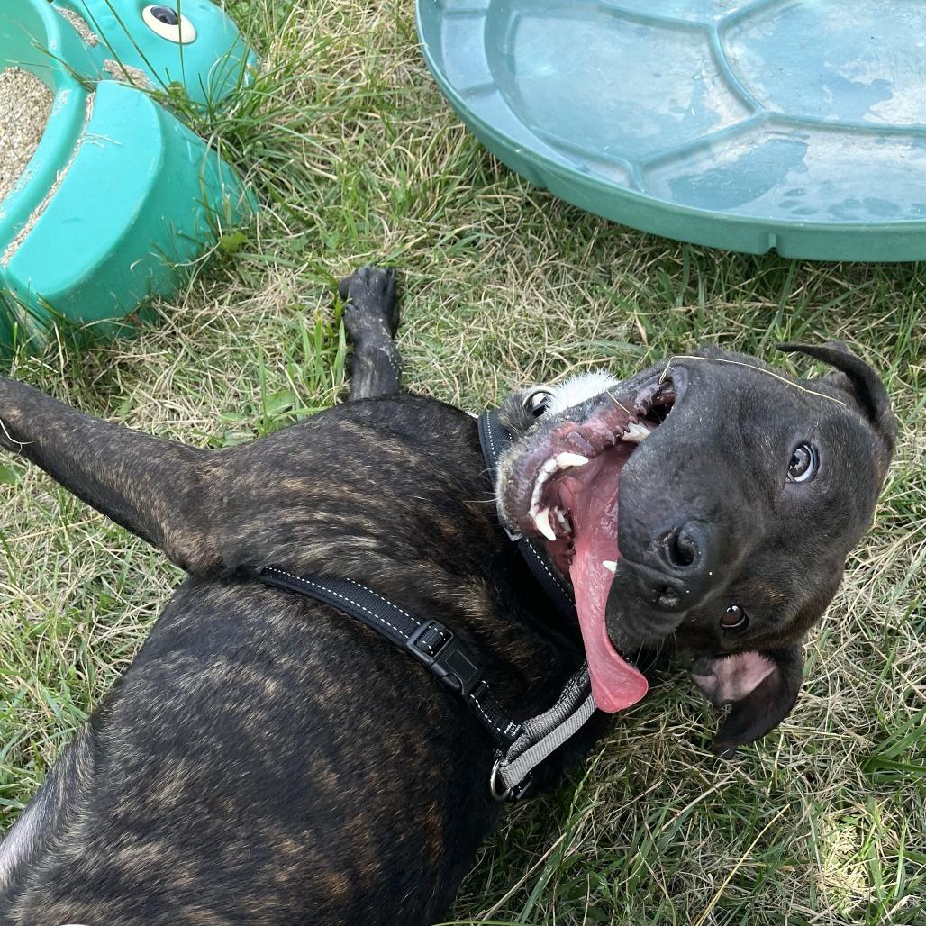 Earl, a Adoptable Mixed Breed in South Burlington, VT image 3/6