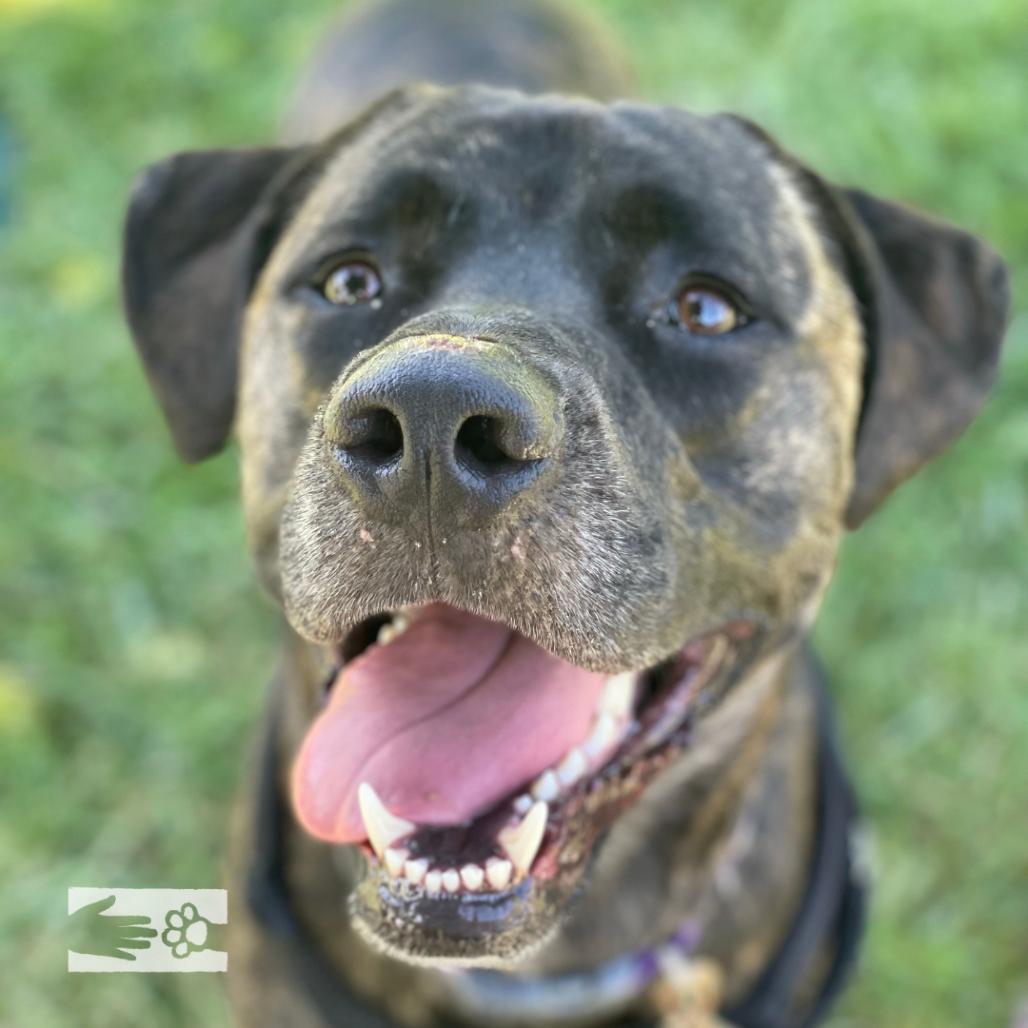 Earl, a Adoptable Mixed Breed in South Burlington, VT image 4/6