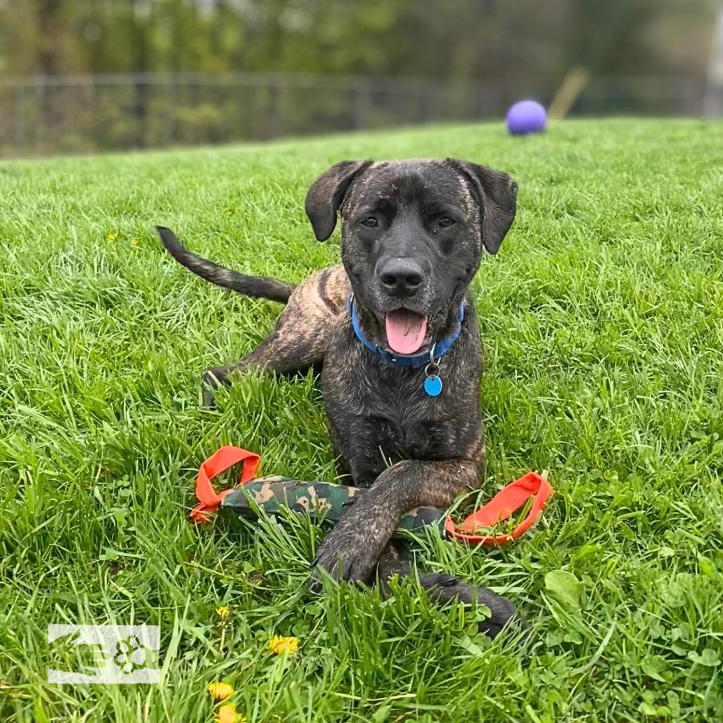 Earl, a Adoptable Mixed Breed in South Burlington, VT image 5/6