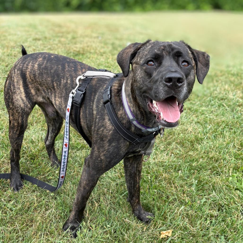 Earl, a Adoptable Mixed Breed in South Burlington, VT image 6/6