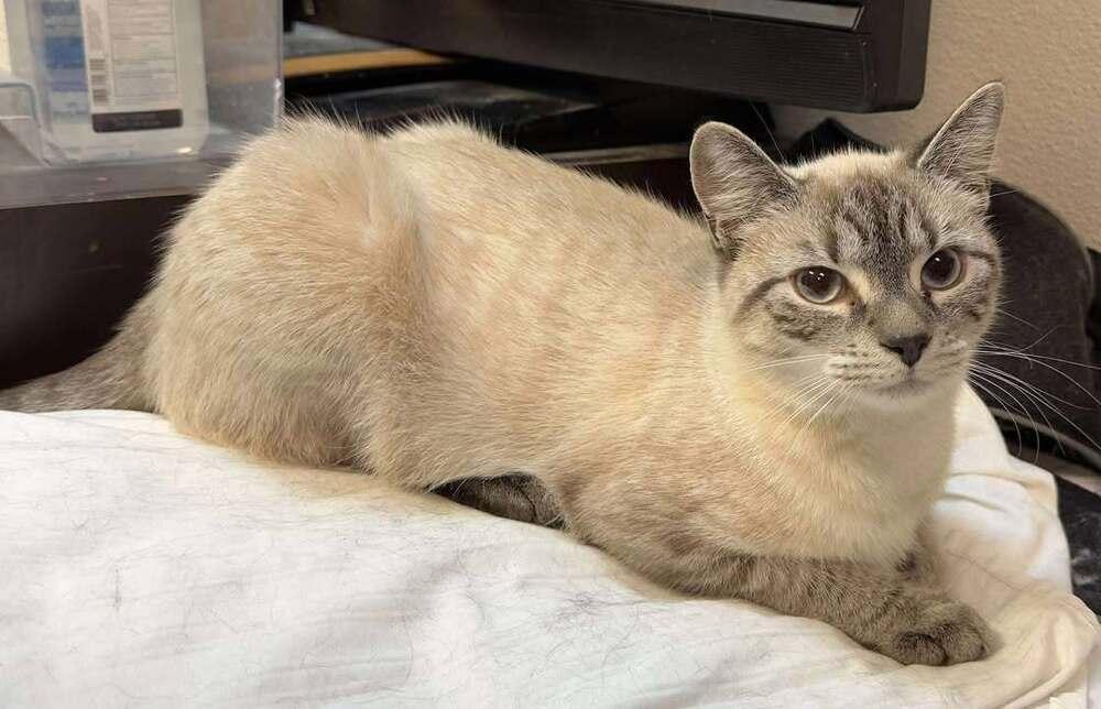 Lora, Adoptable, Young Female Siamese & Domestic Short Hair.