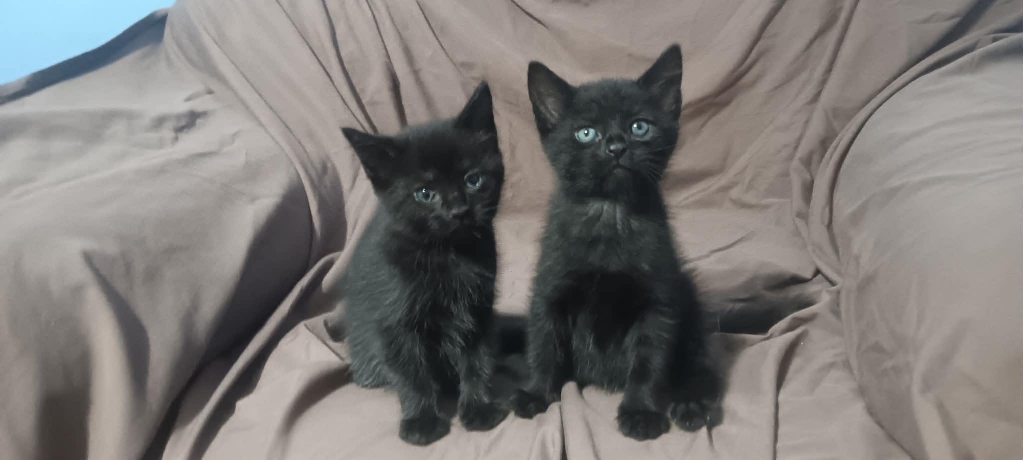 Sadie & Mikey, Adoptable, Kitten Female Domestic Short Hair.