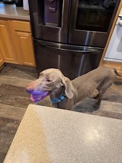 Enlarge Mickey, a Adoptable Weimaraner in Dallas, TX image 1/5