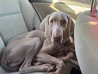 Enlarge Mickey, a Adoptable Weimaraner in Dallas, TX image 2/5