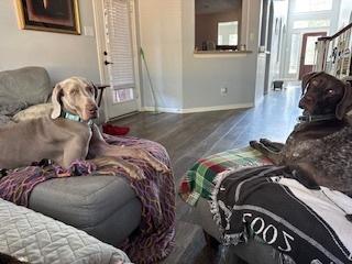 Enlarge Mickey, a Adoptable Weimaraner in Dallas, TX image 3/5