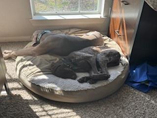 Enlarge Mickey, a Adoptable Weimaraner in Dallas, TX image 4/5