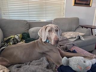 Enlarge Mickey, a Adoptable Weimaraner in Dallas, TX image 5/5
