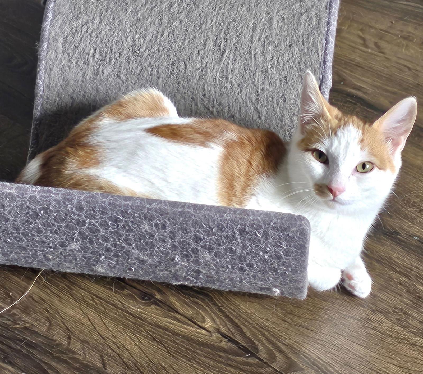 Beau, a Adoptable mixed breed in Springfield, OR image 1/3