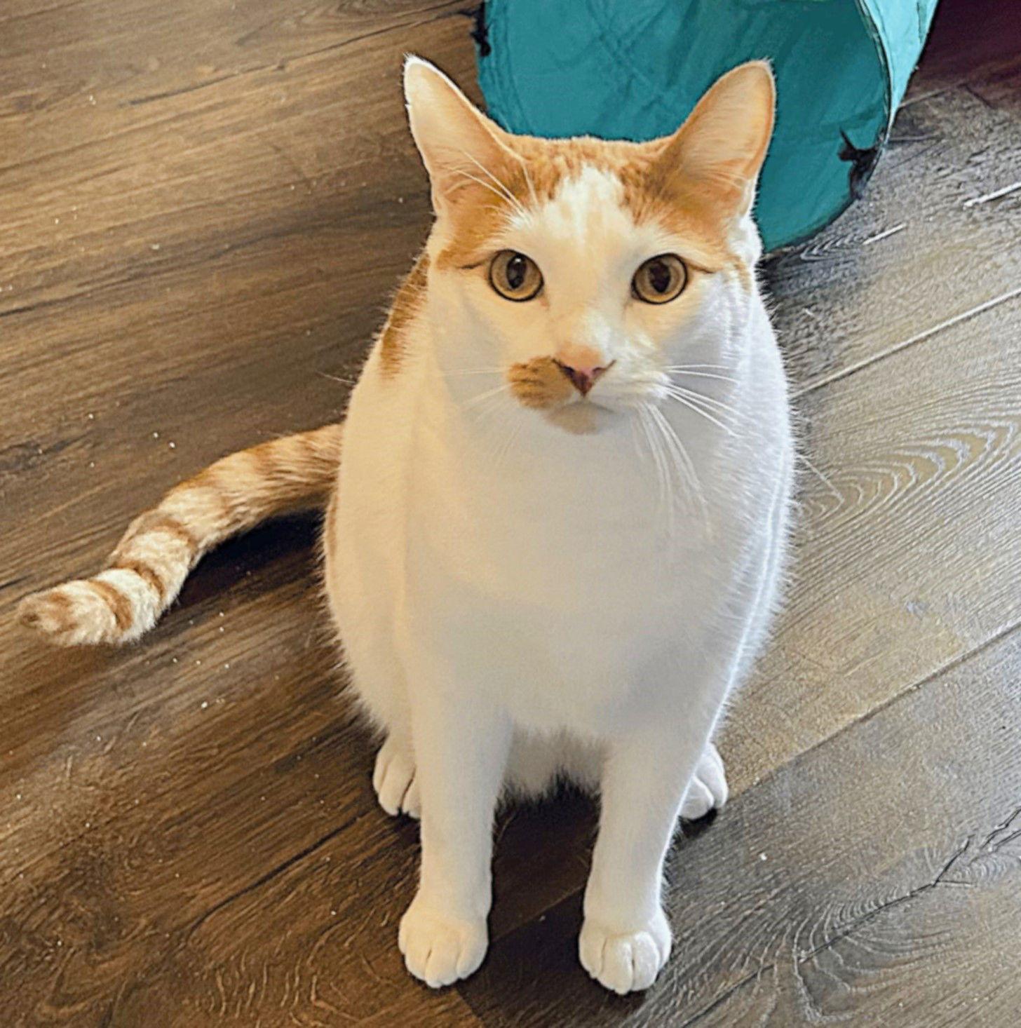 Beau, a Adoptable mixed breed in Springfield, OR image 2/3