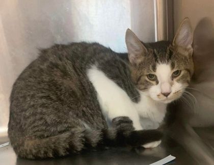 Battlecat, a Adoptable mixed breed in Portsmouth, OH image 1/4