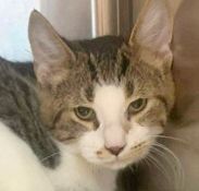 Battlecat, a Adoptable mixed breed in Portsmouth, OH image 2/4