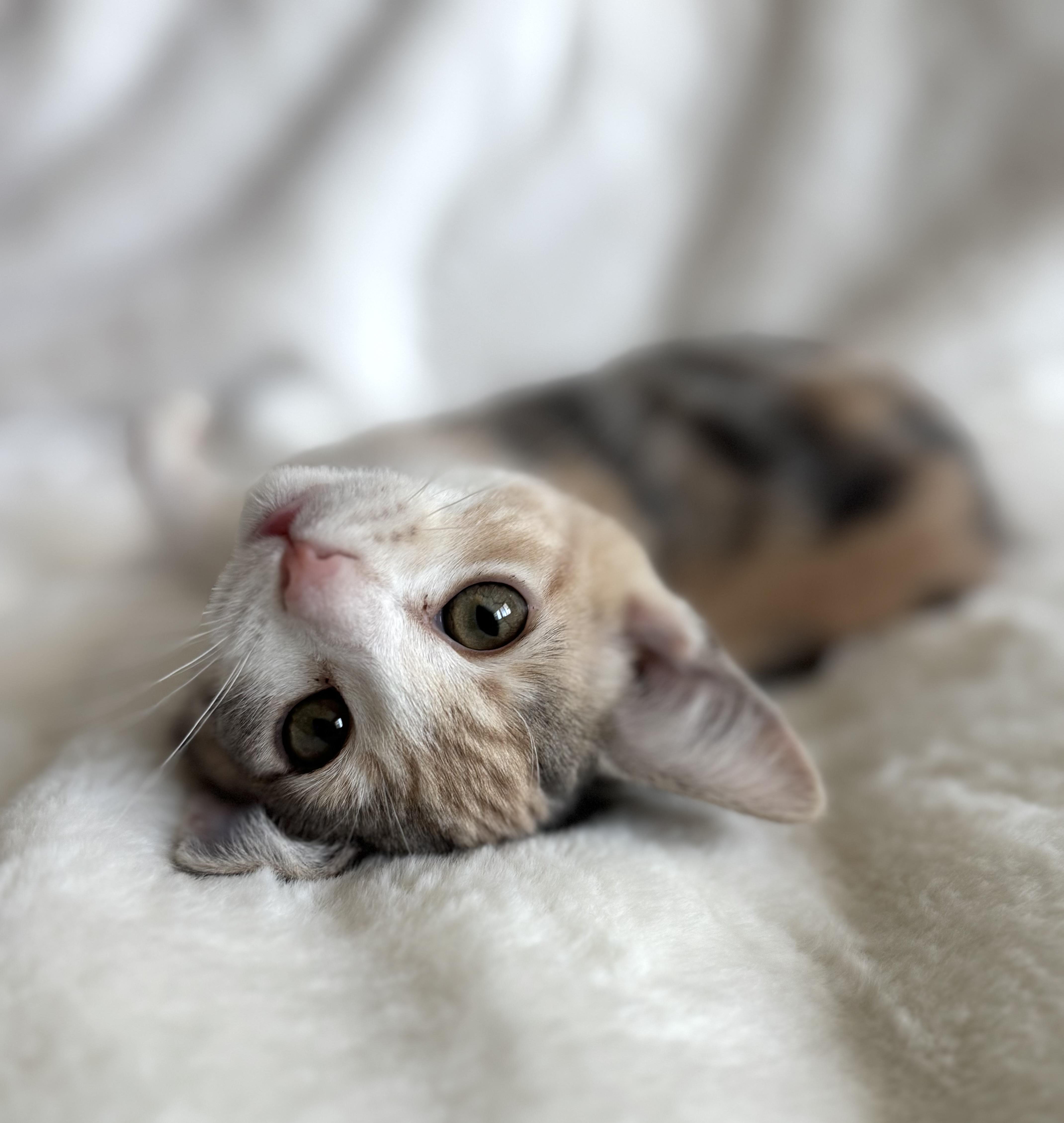 Peach Cobbler, an adopted Domestic Short Hair in Davis, CA image 2/3