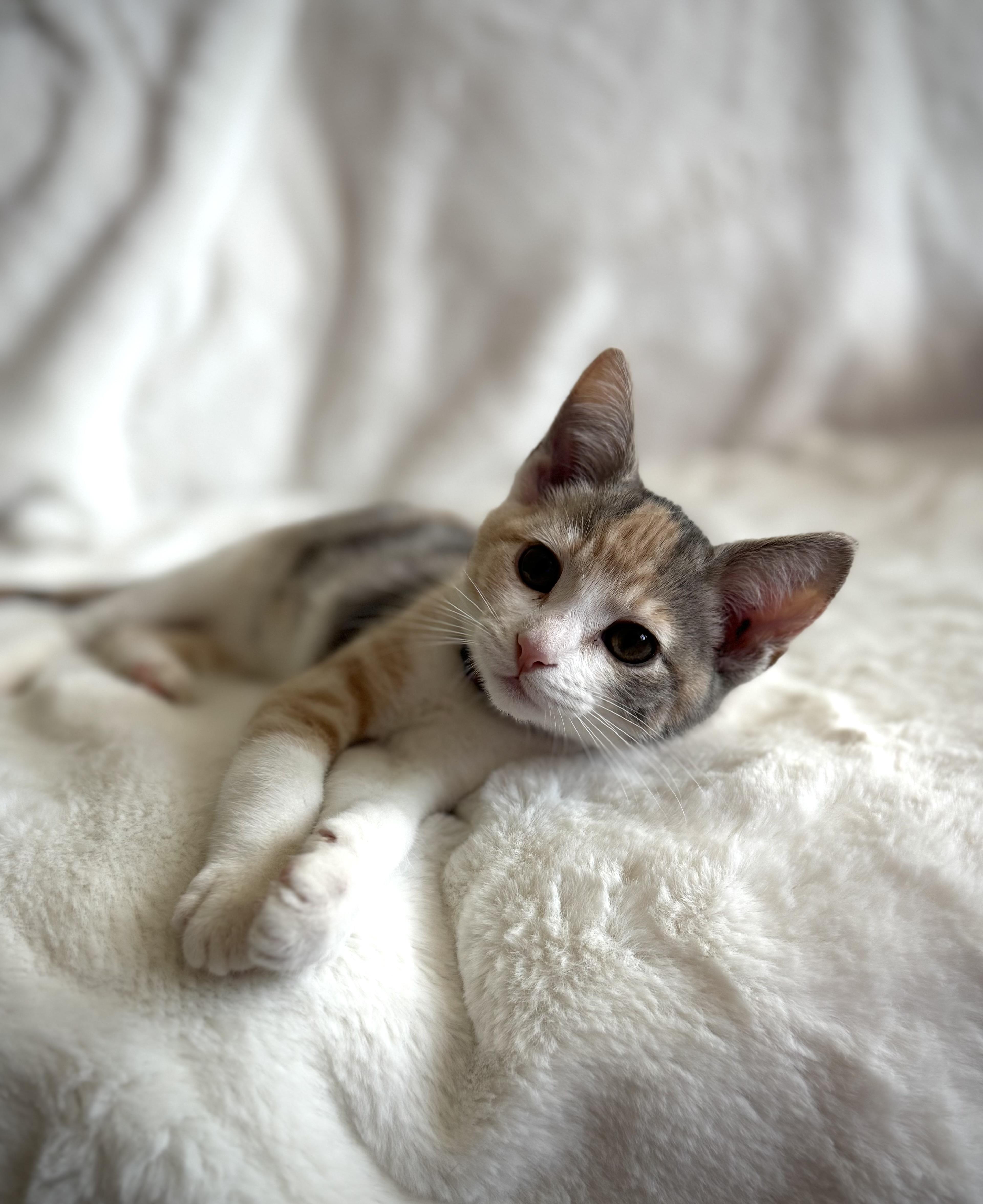 Peach Cobbler, an adopted Domestic Short Hair in Davis, CA image 3/3