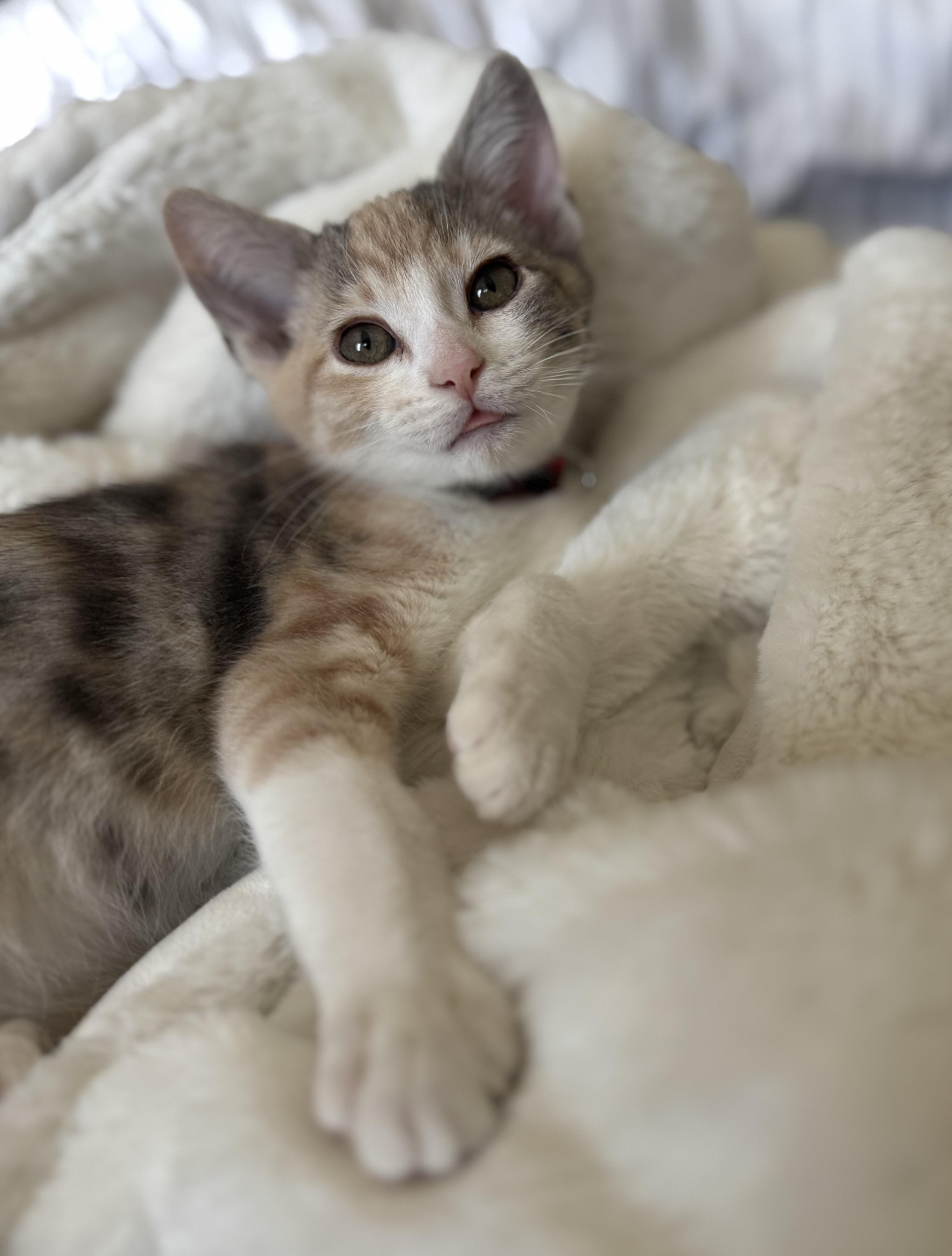 Peach Cobbler, adopted, Kitten Female Domestic Short Hair.