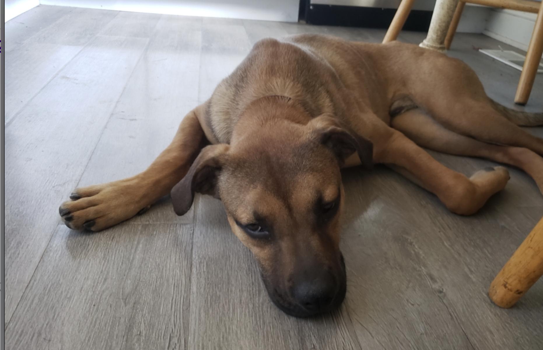 Carmelo, a Adoptable mixed breed in Plainfield, IL image 4/5