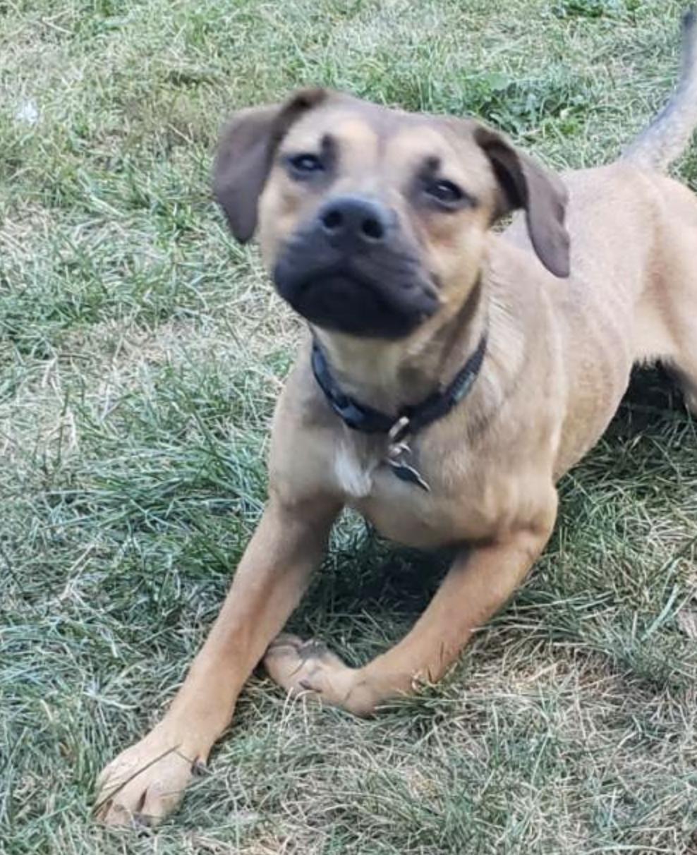 Carmelo, a Adoptable mixed breed in Plainfield, IL image 5/5