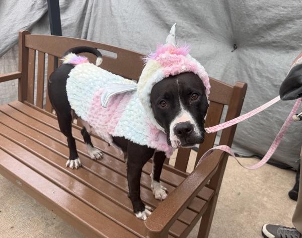Lola, Adoptable, Adult Female Mixed Breed.
