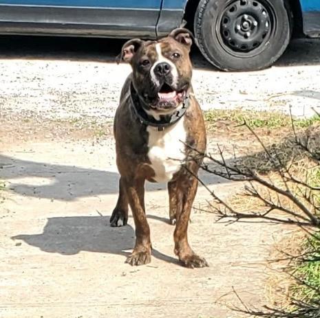 Bubby, a Adoptable mixed breed in San Antonio, TX image 1/2