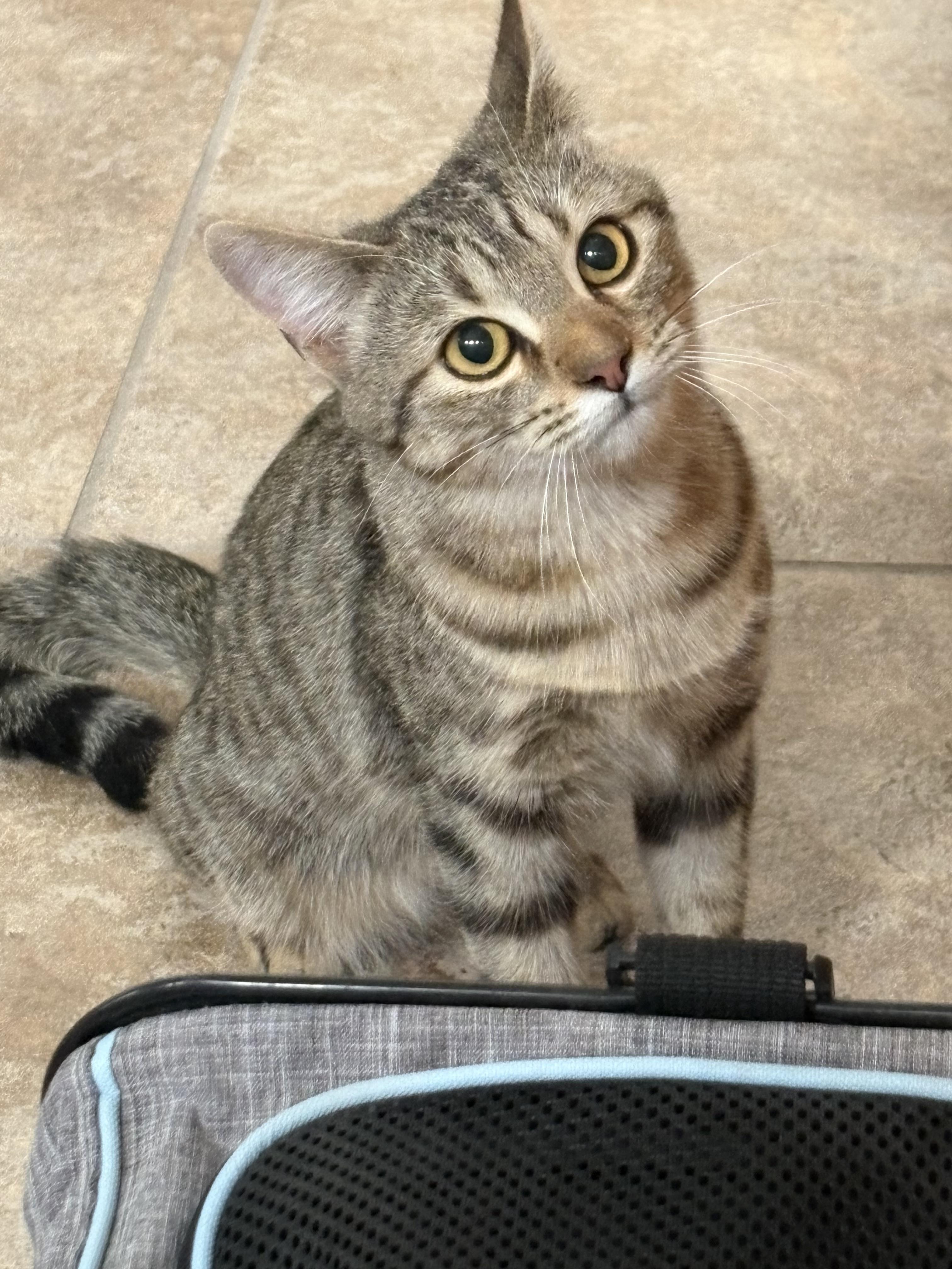 NomNom, an adopted mixed breed in Youngtown, AZ image 3/3