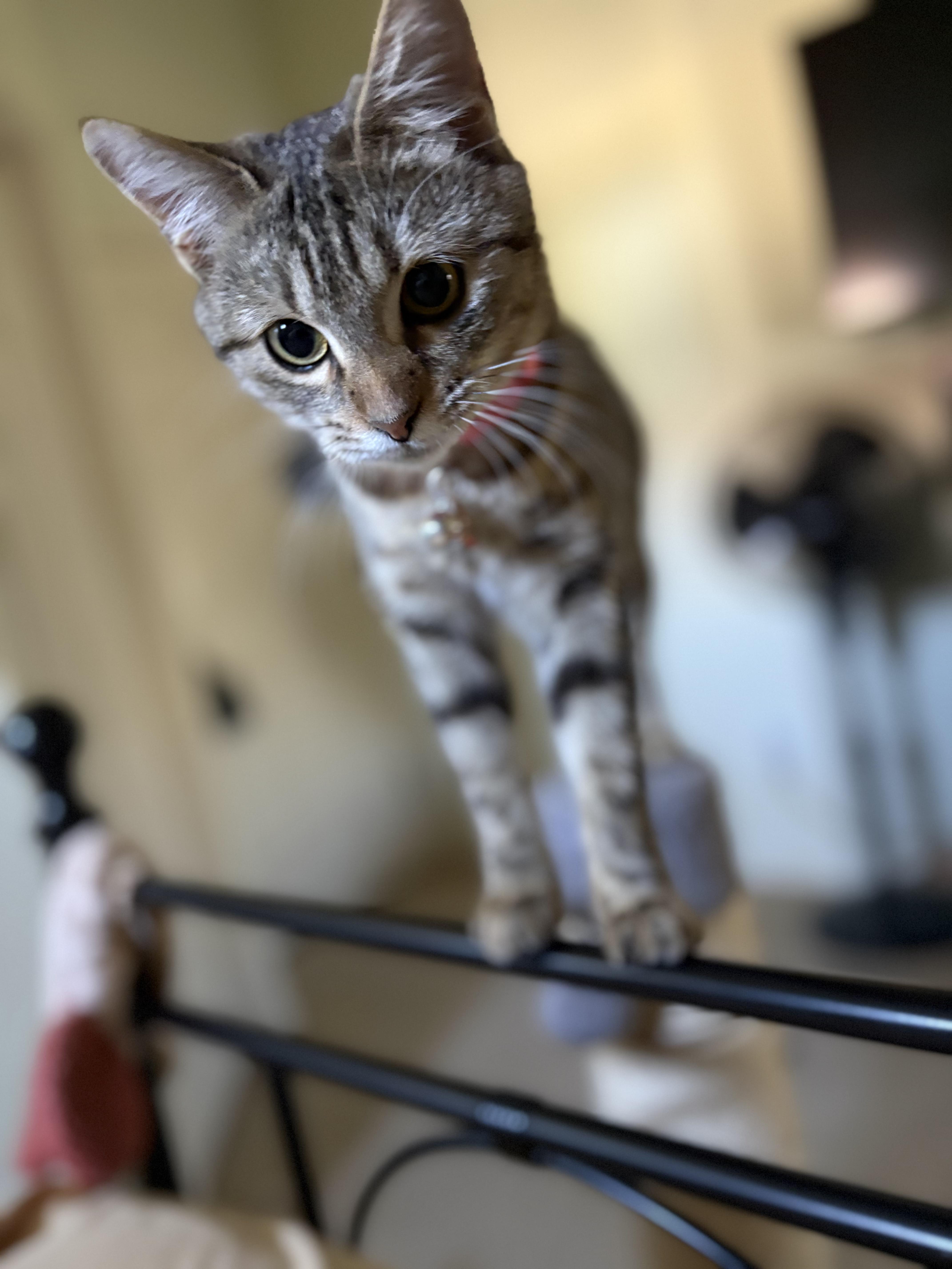 NomNom, adopted, Kitten Female Domestic Short Hair.