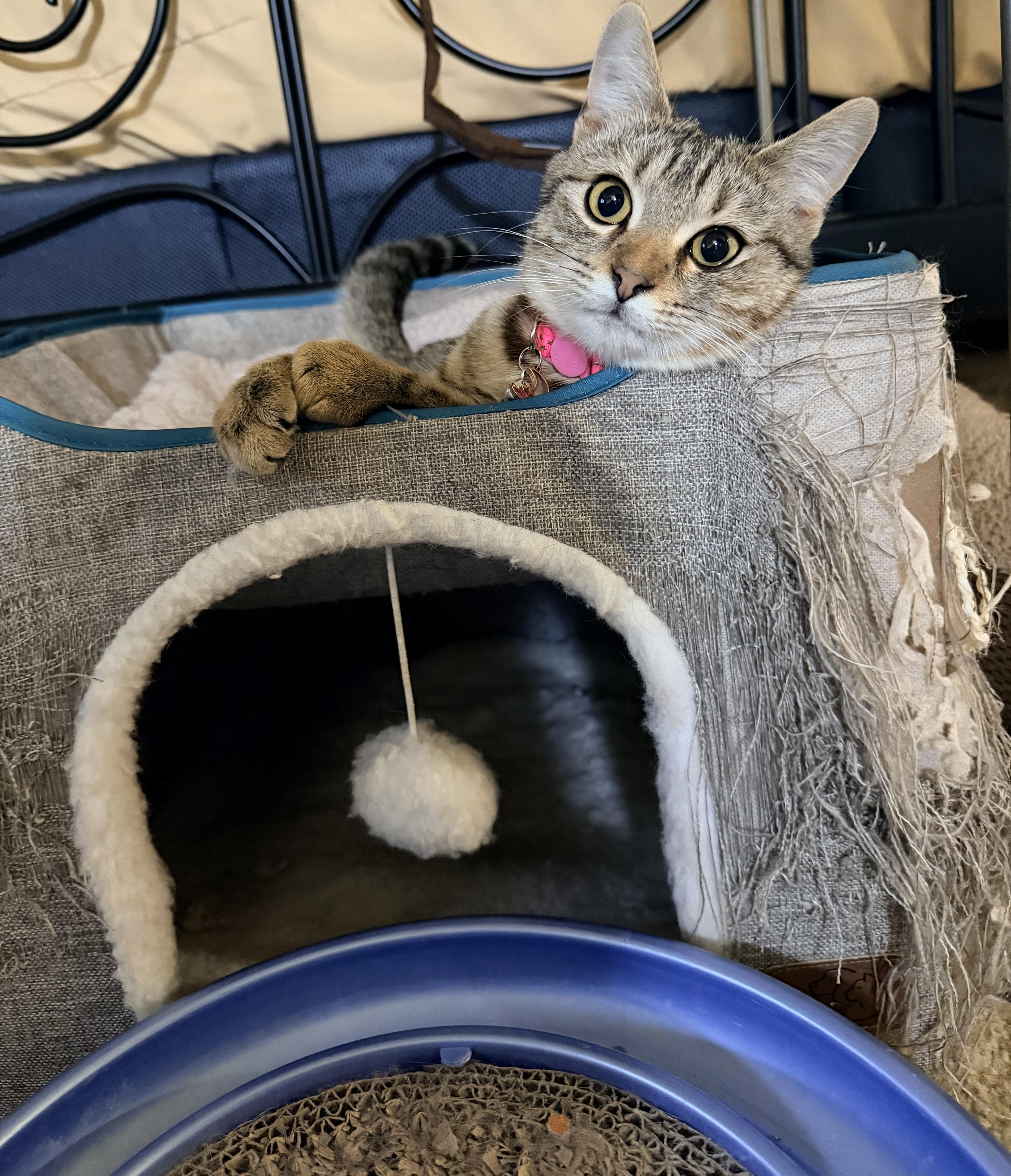 NomNom, an adopted mixed breed in Youngtown, AZ image 2/3