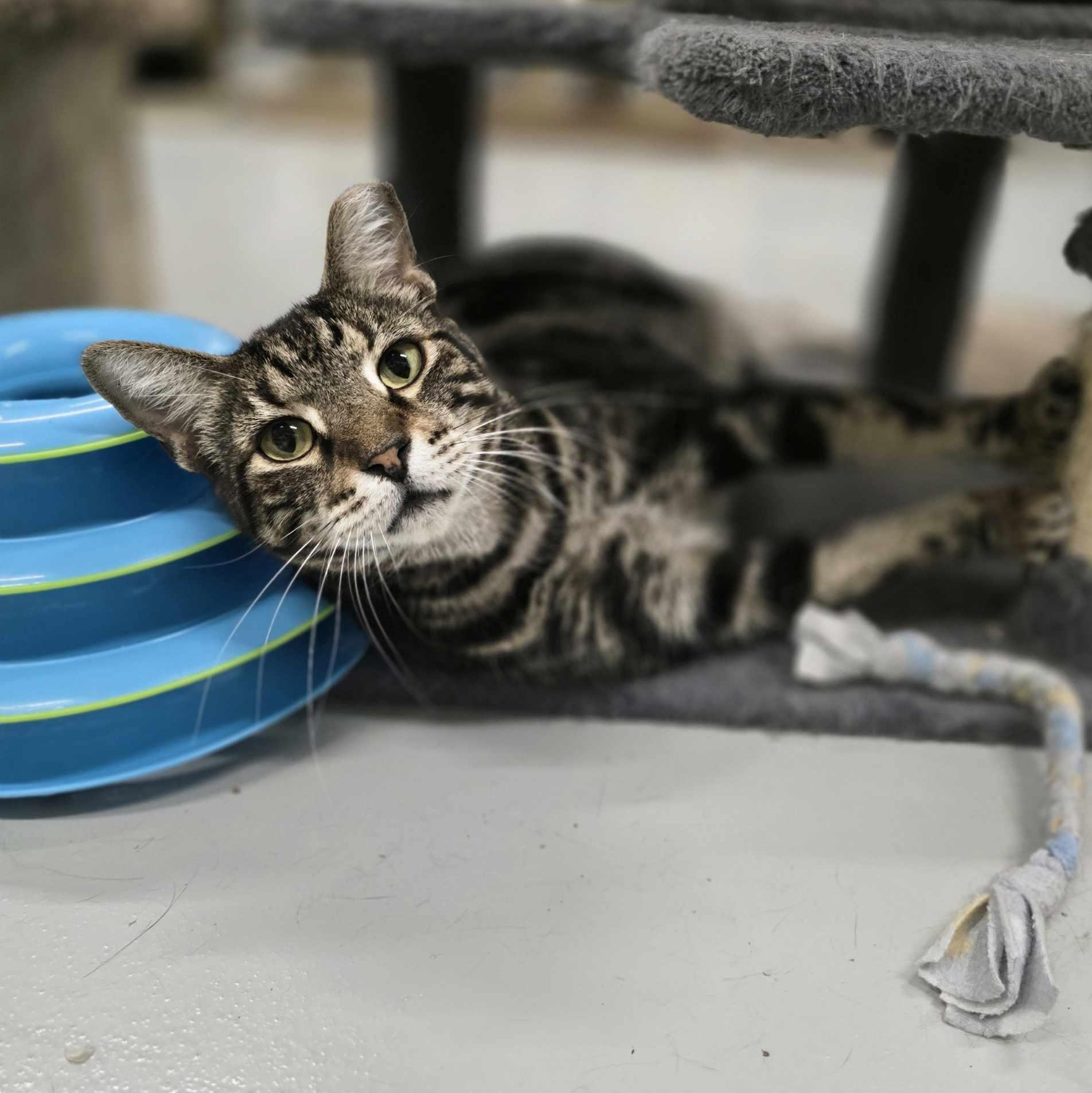 Enlarge Sarge, a Adoptable mixed breed in West Palm Beach, FL image 3/6