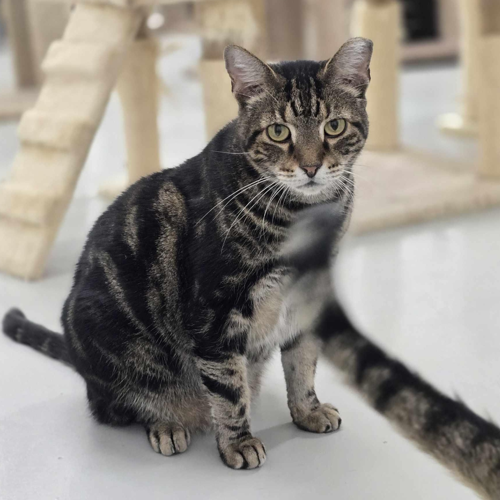 Sarge, Adoptable, Adult Male Domestic Short Hair & Tabby.