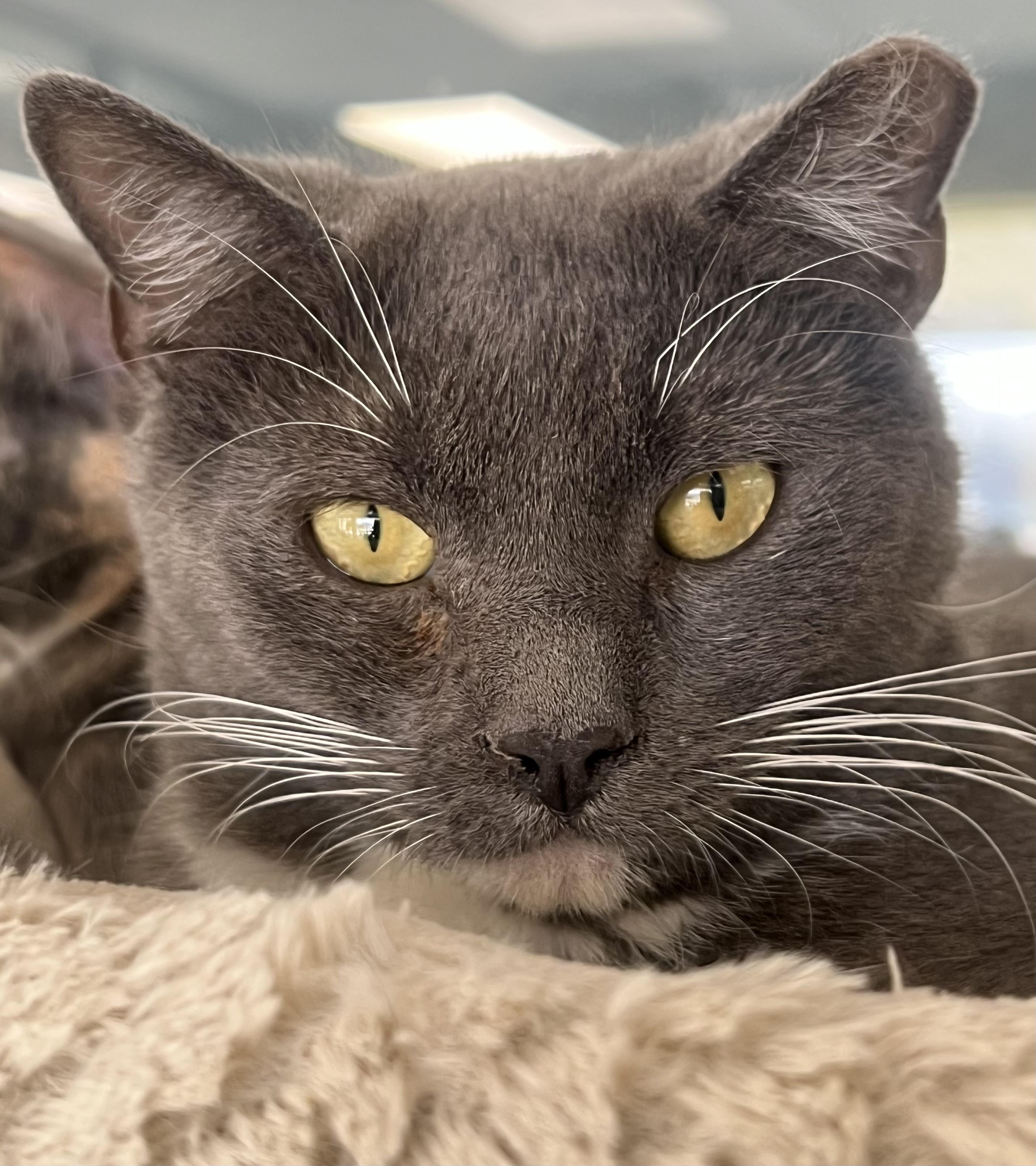 Enlarge Shrimp, a Adoptable Domestic Short Hair in Johnston, RI image 3/6