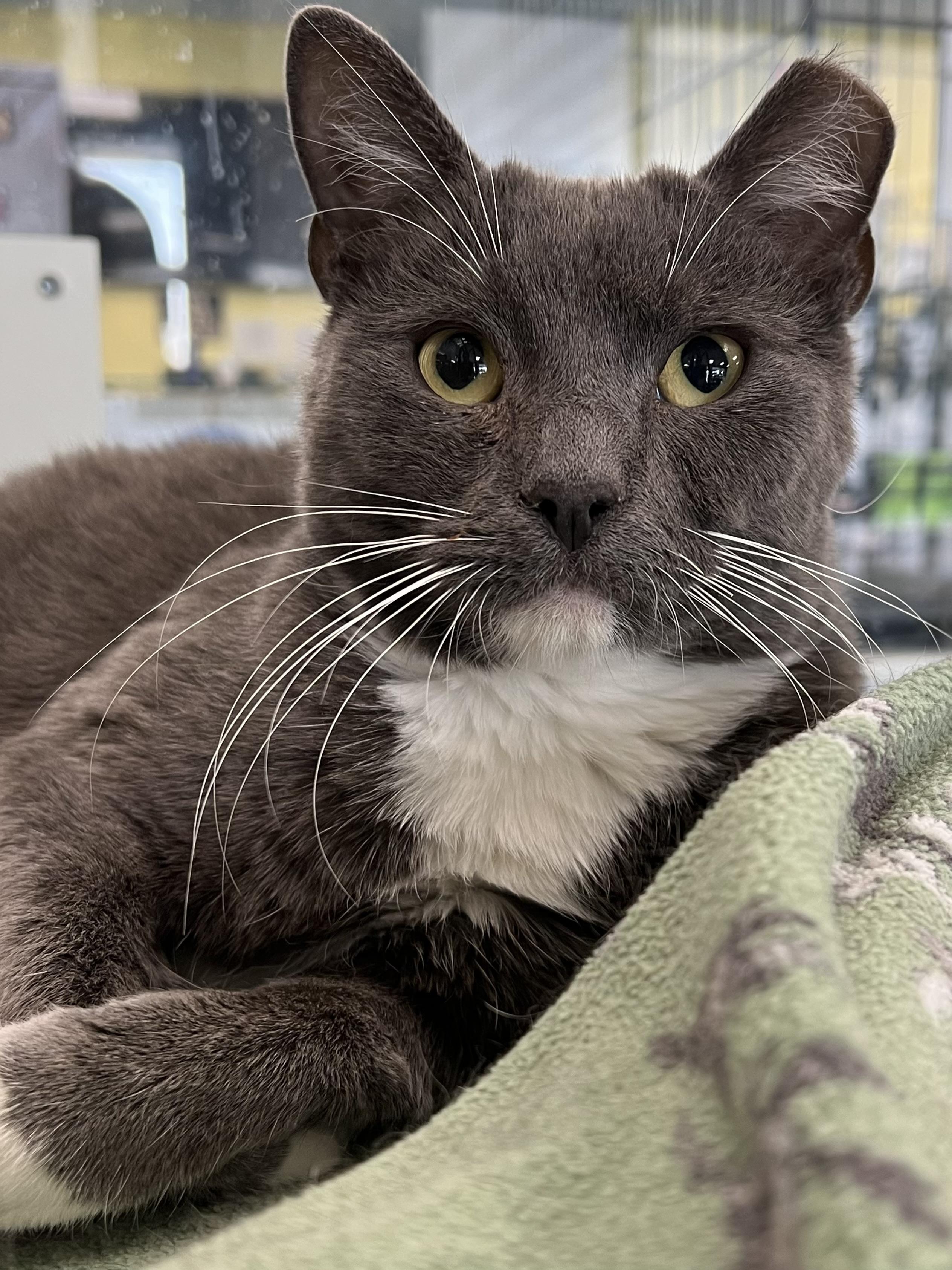 Enlarge Shrimp, a Adoptable Domestic Short Hair in Johnston, RI image 4/6