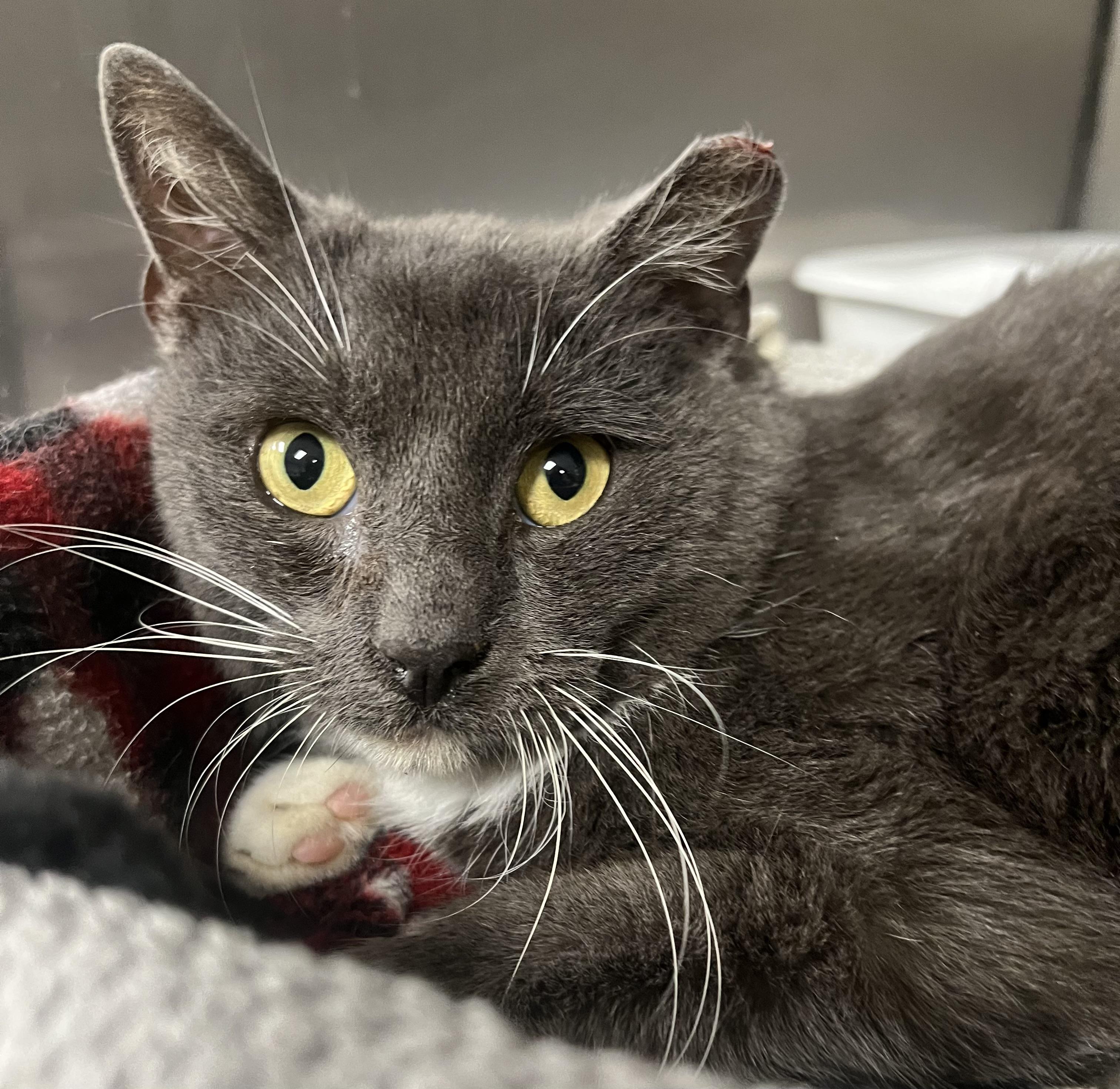 Shrimp, Adoptable, Adult Male Domestic Short Hair.