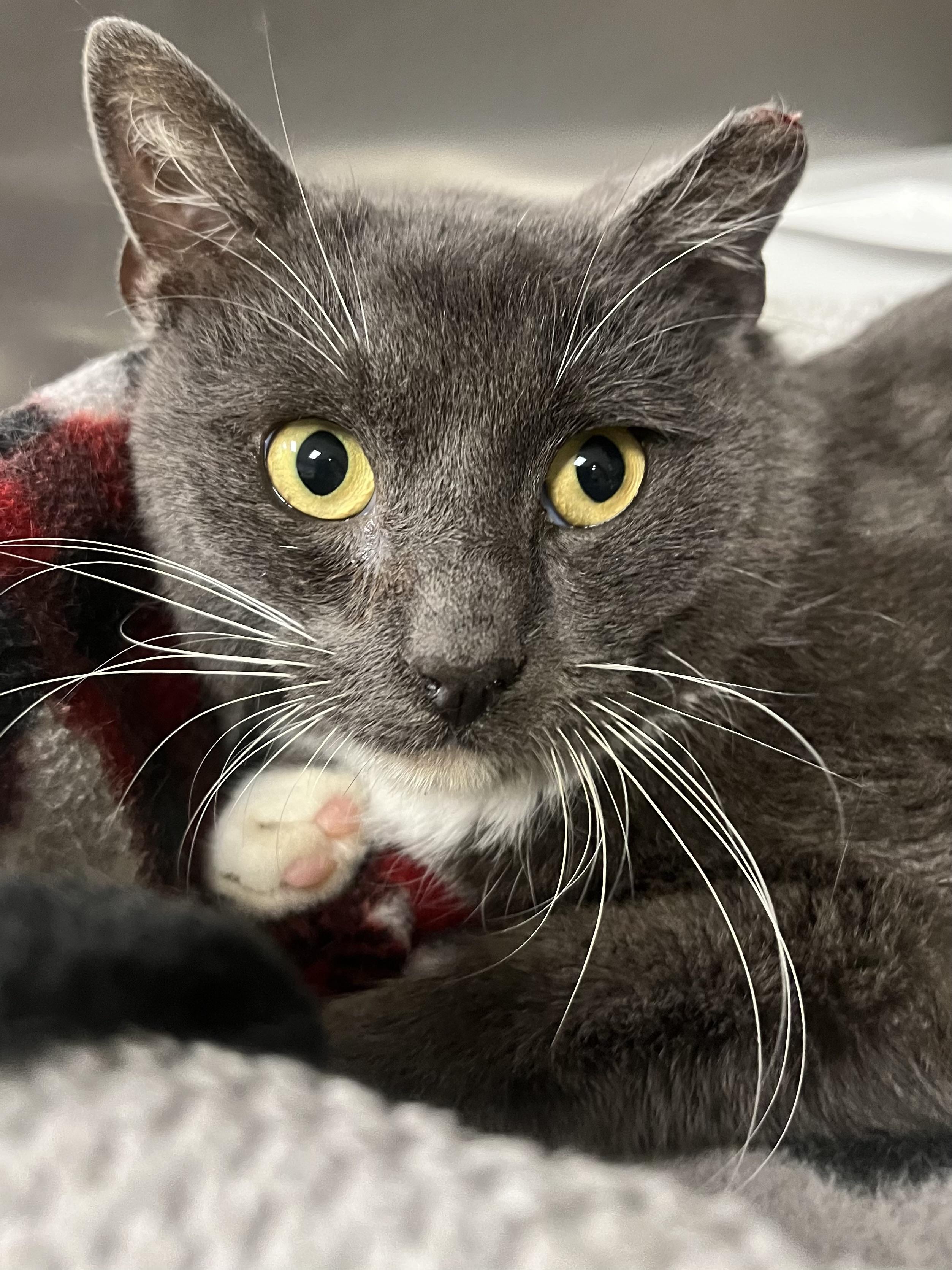 Shrimp, a Adoptable Domestic Short Hair in Johnston, RI image 3/6