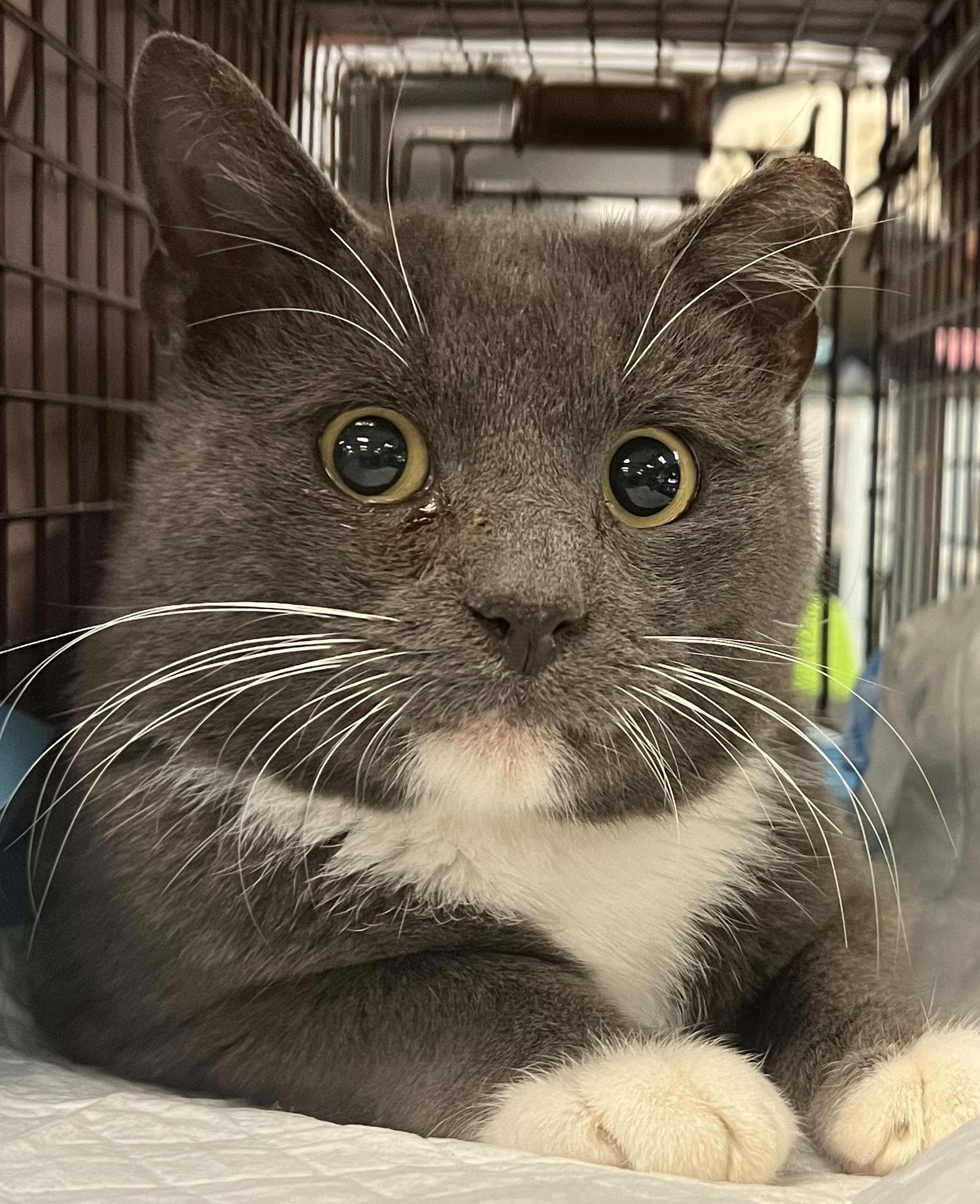 Shrimp, a Adoptable Domestic Short Hair in Johnston, RI image 5/6