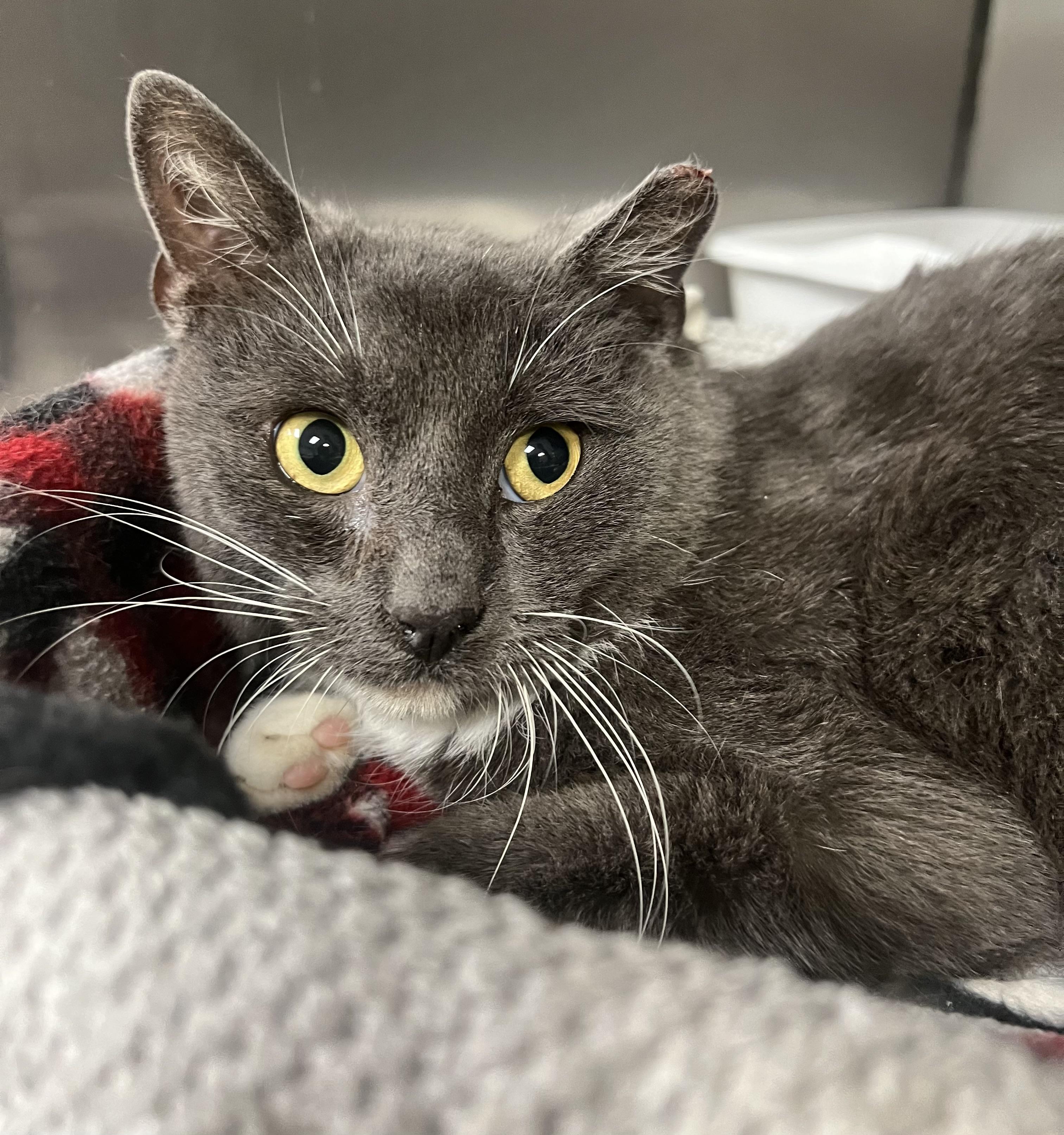 Shrimp, a Adoptable Domestic Short Hair in Johnston, RI image 4/6