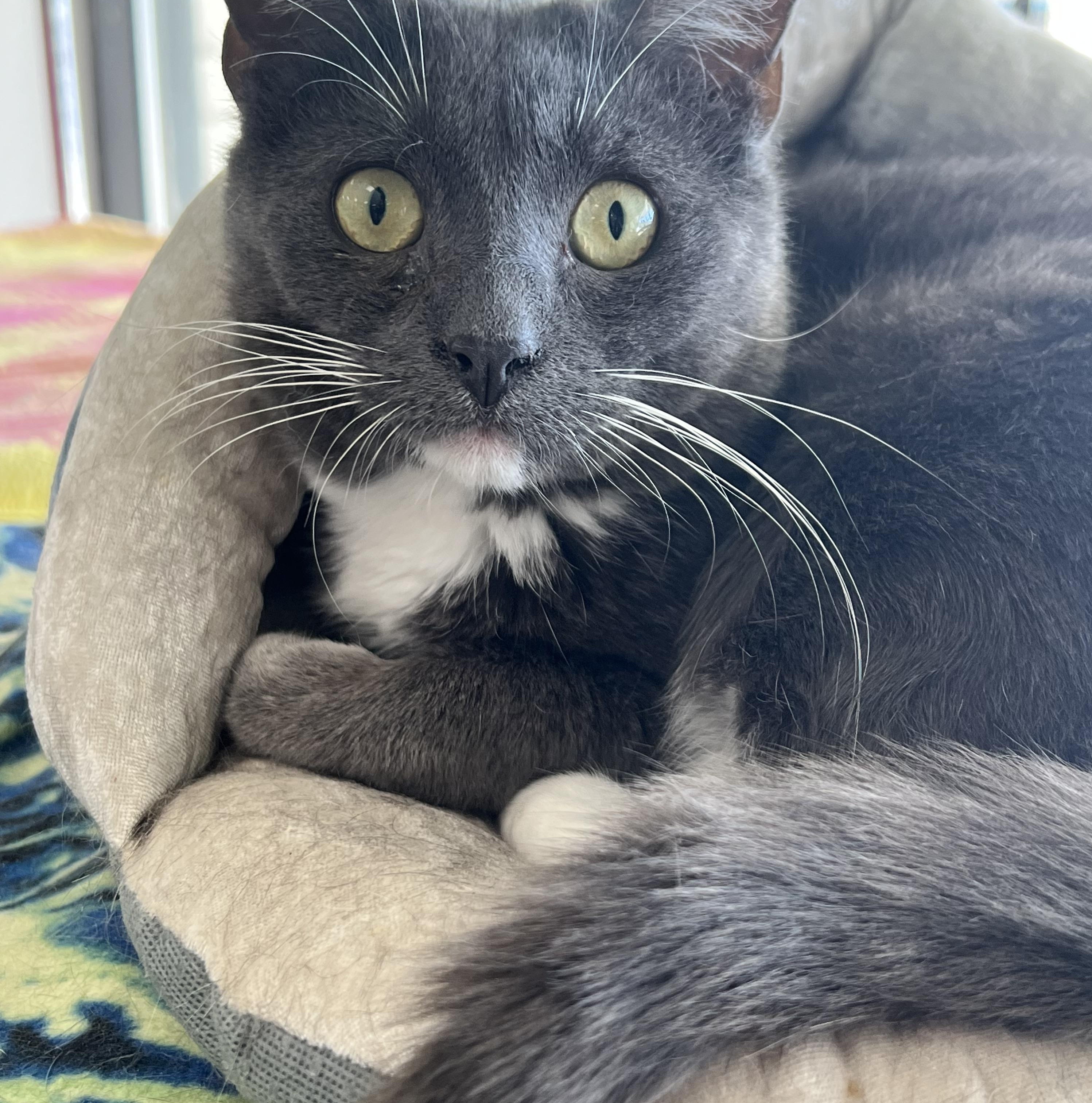 Shrimp, Adoptable, Young Male Domestic Short Hair.