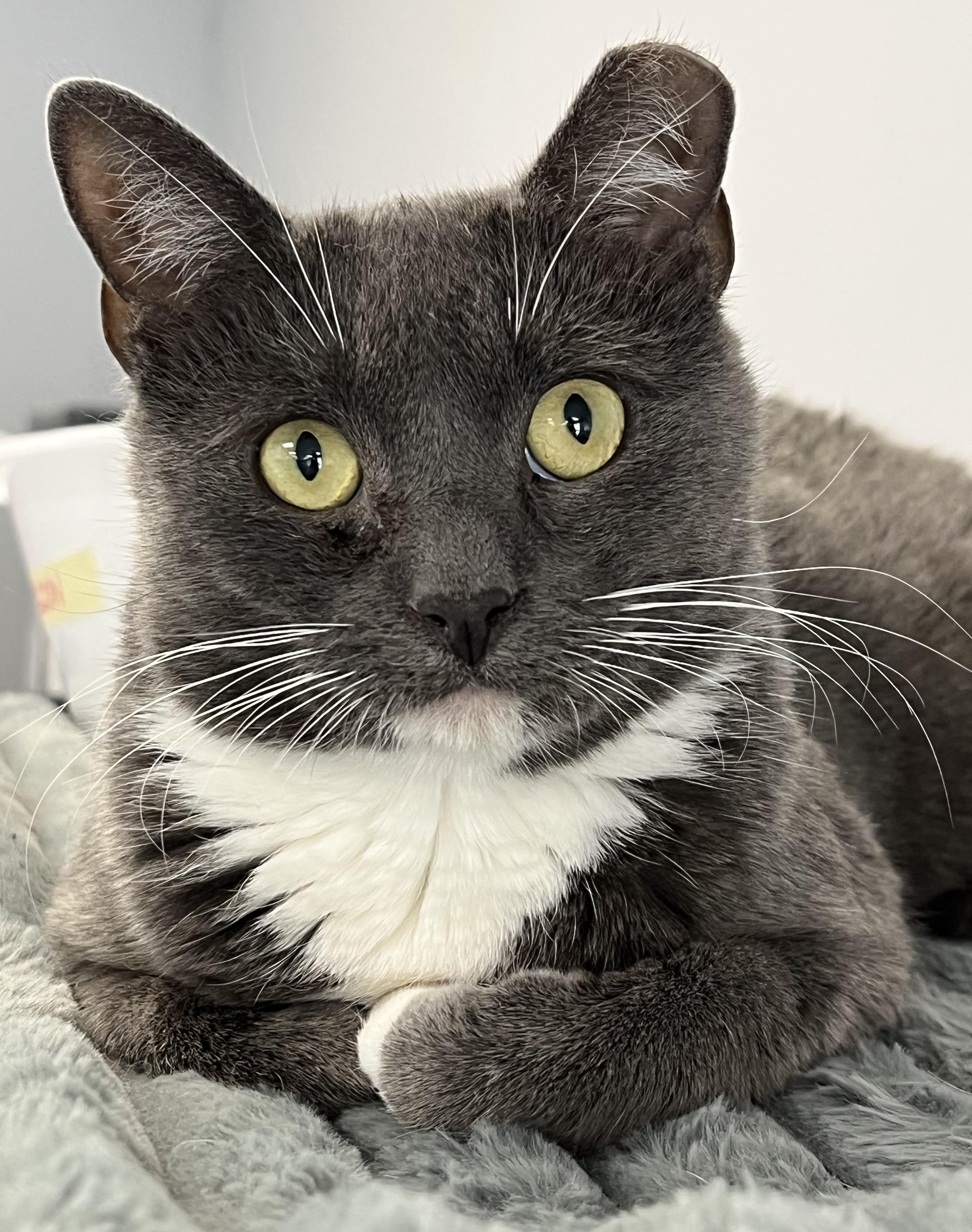 Shrimp, Adoptable, Young Male Domestic Short Hair.