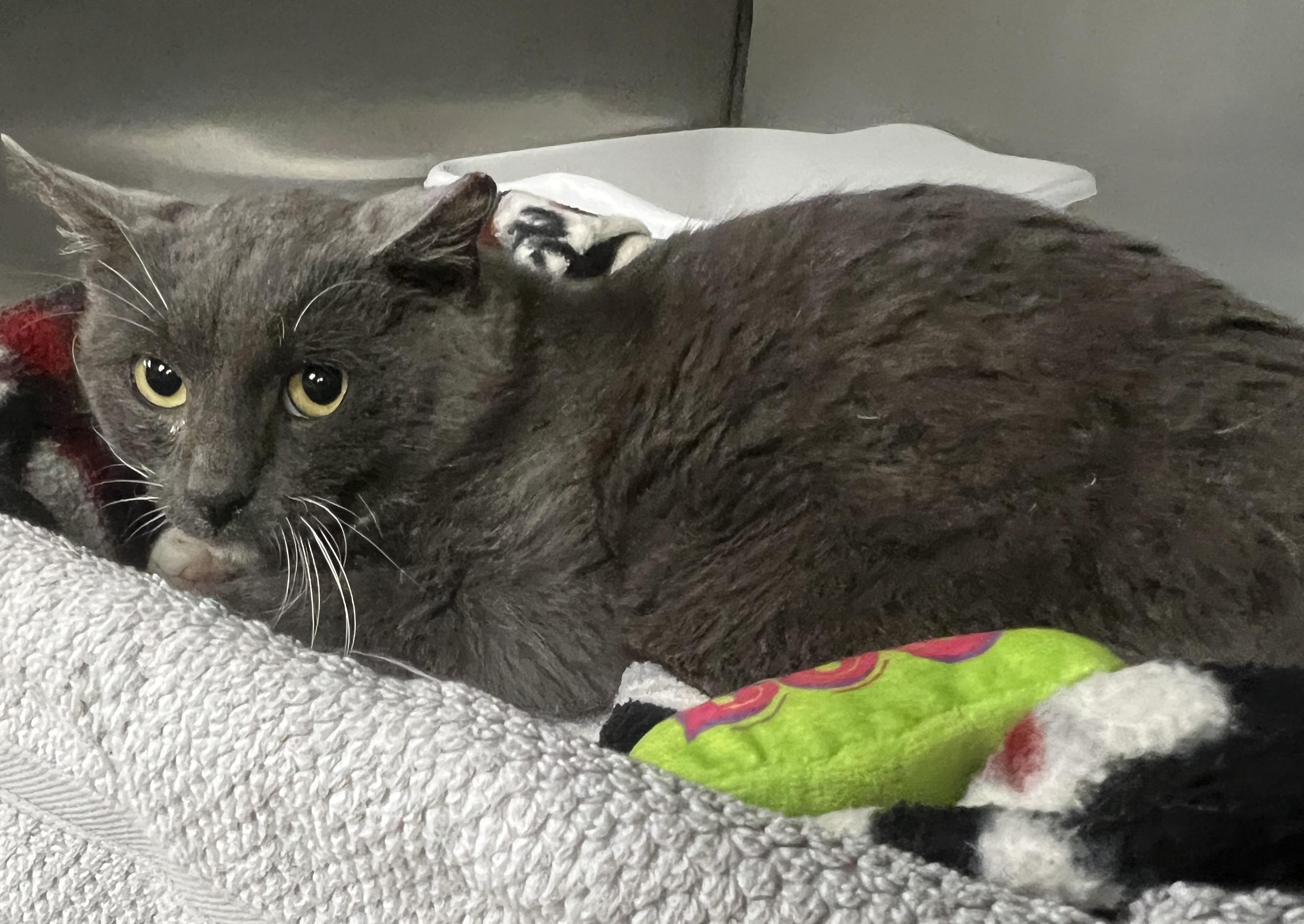 Shrimp, a Adoptable Domestic Short Hair in Johnston, RI image 2/6