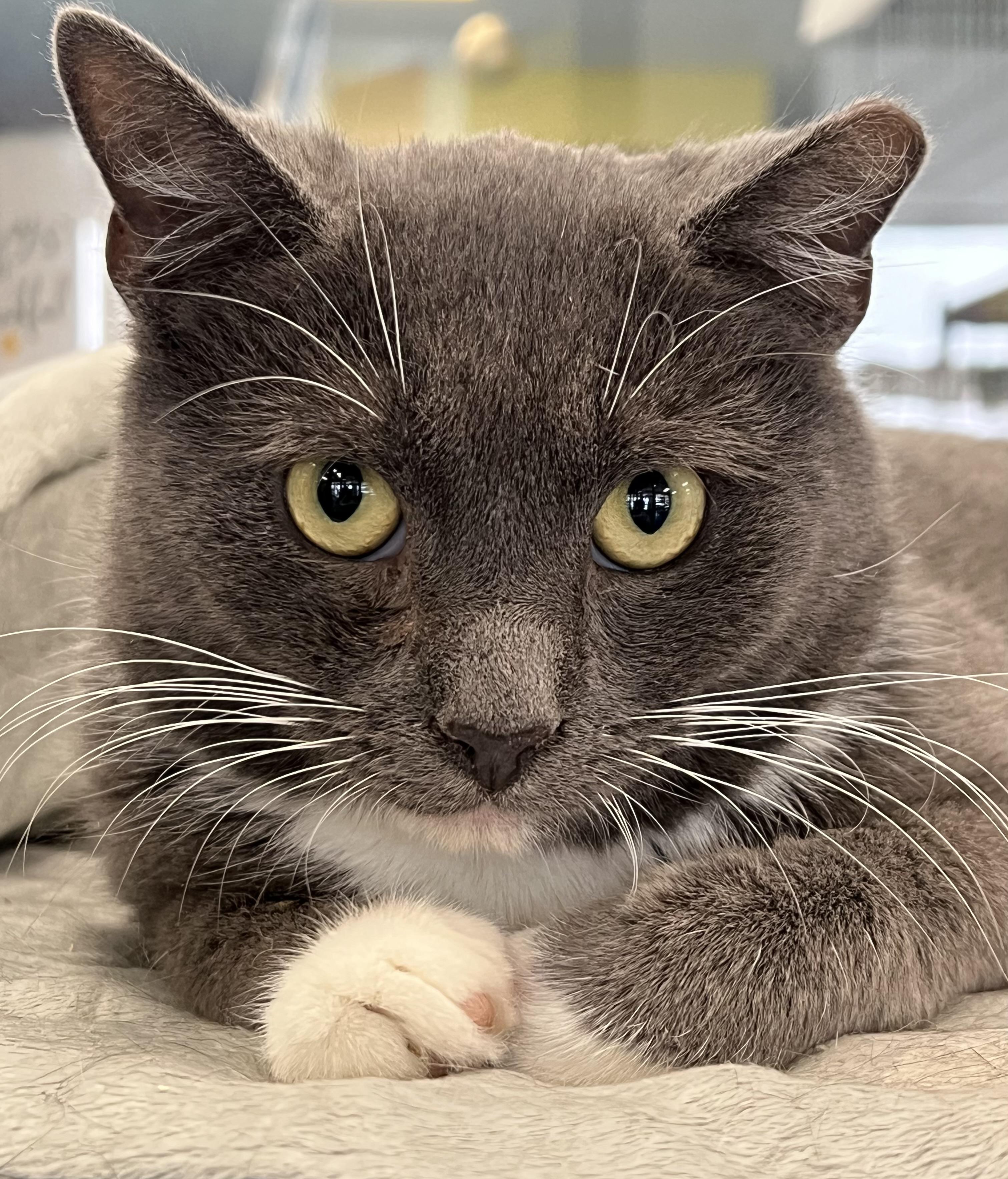 Enlarge Shrimp, a Adoptable Domestic Short Hair in Johnston, RI image 2/6